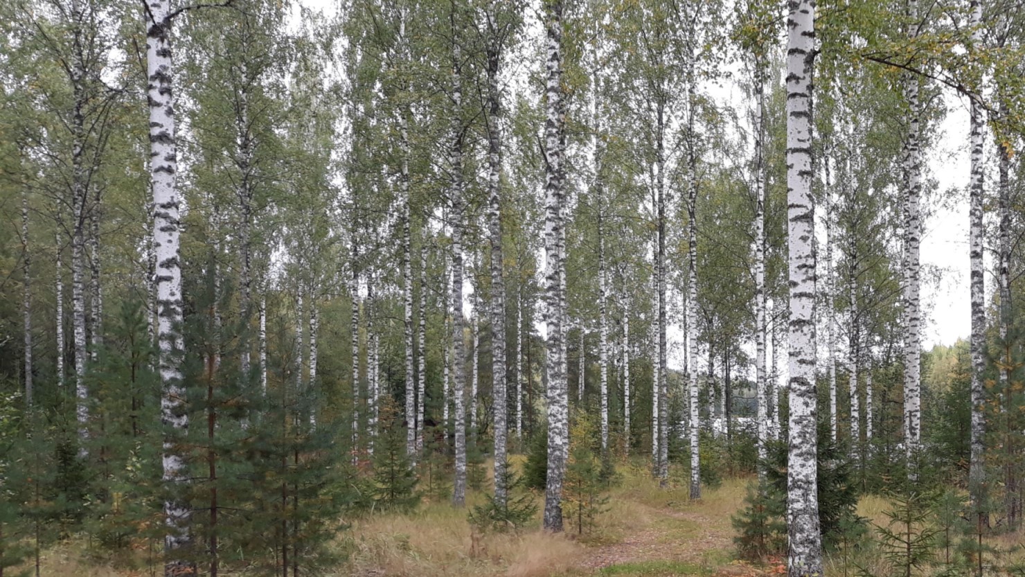Koivikko Eväjärvi